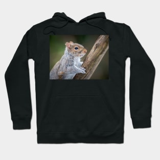 Grey Squirrel Portrait Hoodie